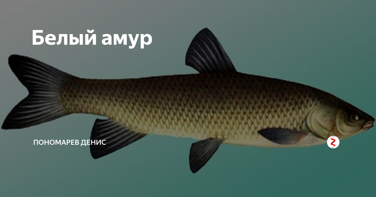 Рыба черный амур: описание, повадки, полезные свойства :: syl.ru