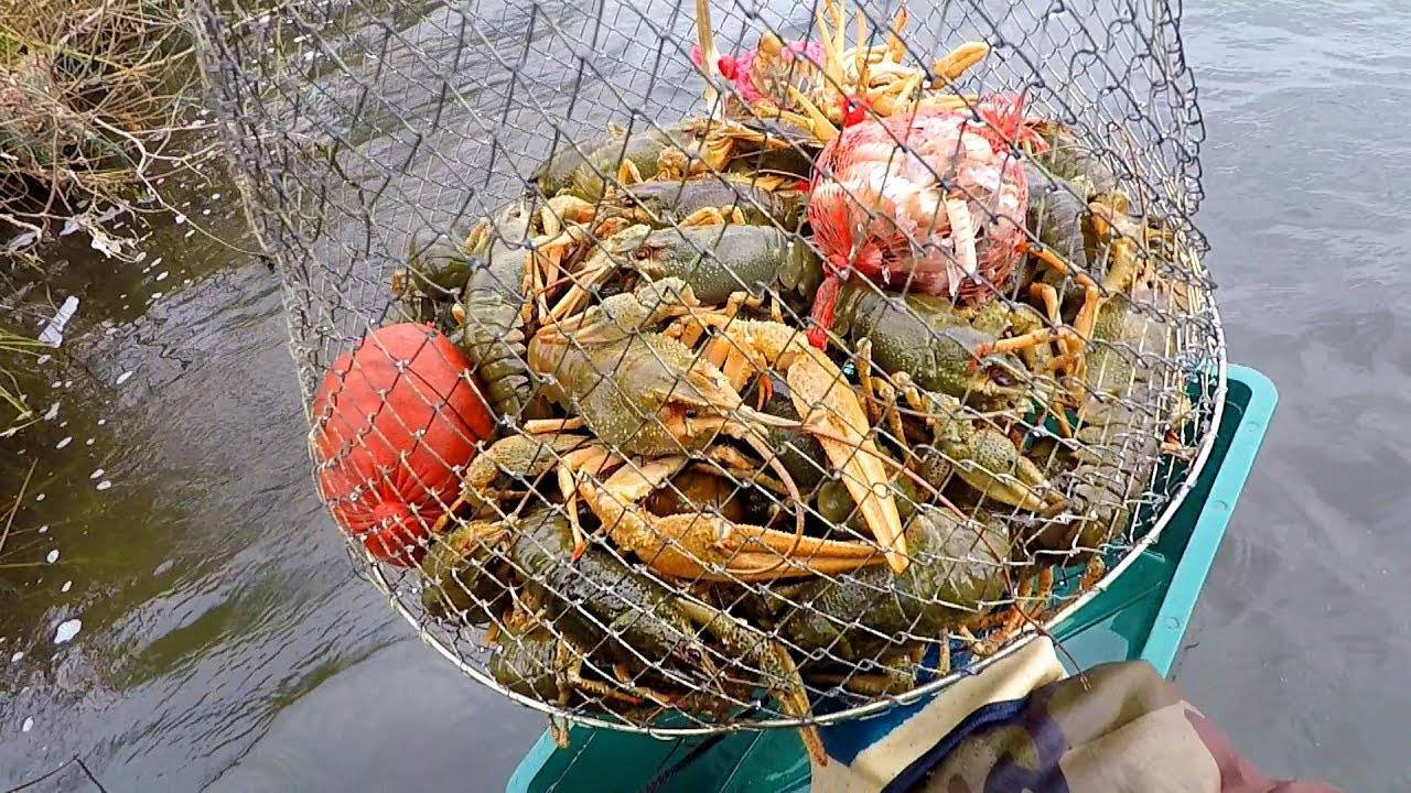 Как и на что правильно ловить раков в раколовки? – суперулов – интернет-портал о рыбалке