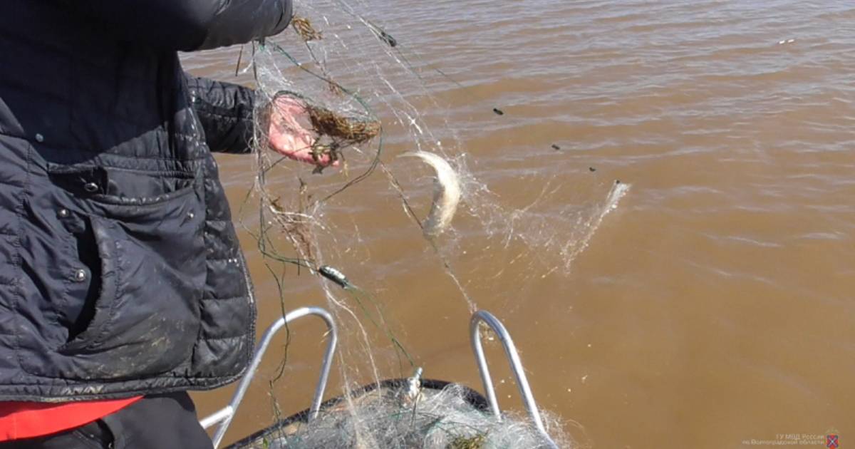 Браконьерские снасти для ловли рыбы своими руками