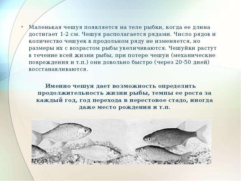 Черные точки на рыбе: что это и опасны ли они для человека