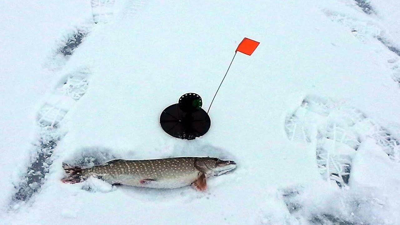 Зимняя ловля щуки, как наловить много - блог рыбака