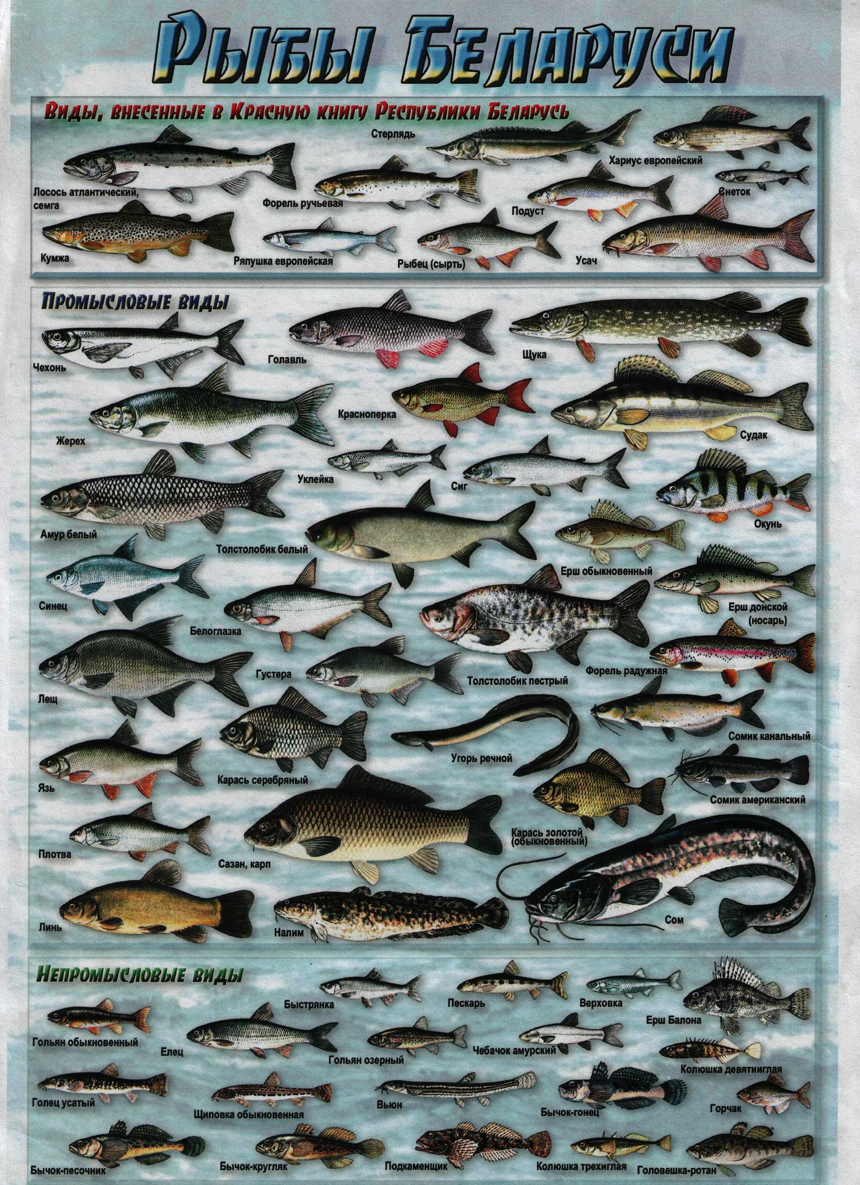 Виды рыб с фото и названиями