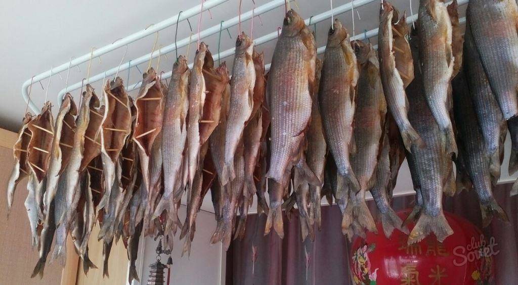 Как вялить рыбу в домашних условиях. рецепты, фото и видео