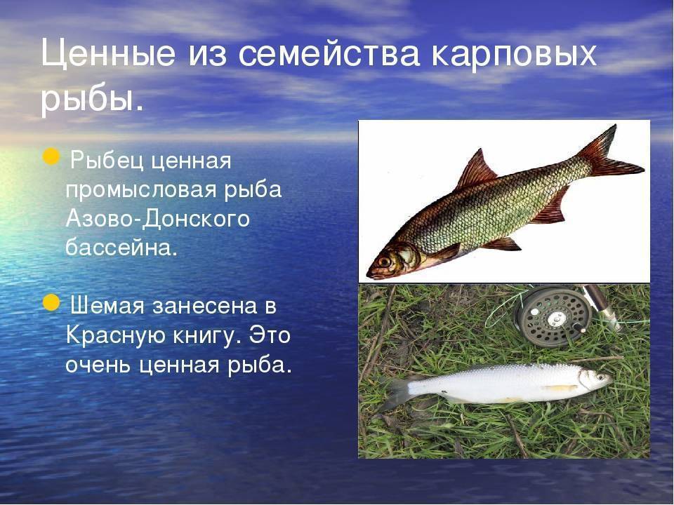 Рыба шемая или шамайка