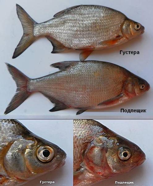 Рыба лещ: описание, где обитают, как выглядит, повадки, размеры, как поймать, фото, интересные факты