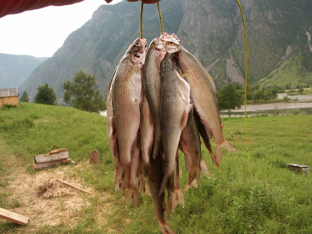 Рыбалка на алтае - самые популярные места