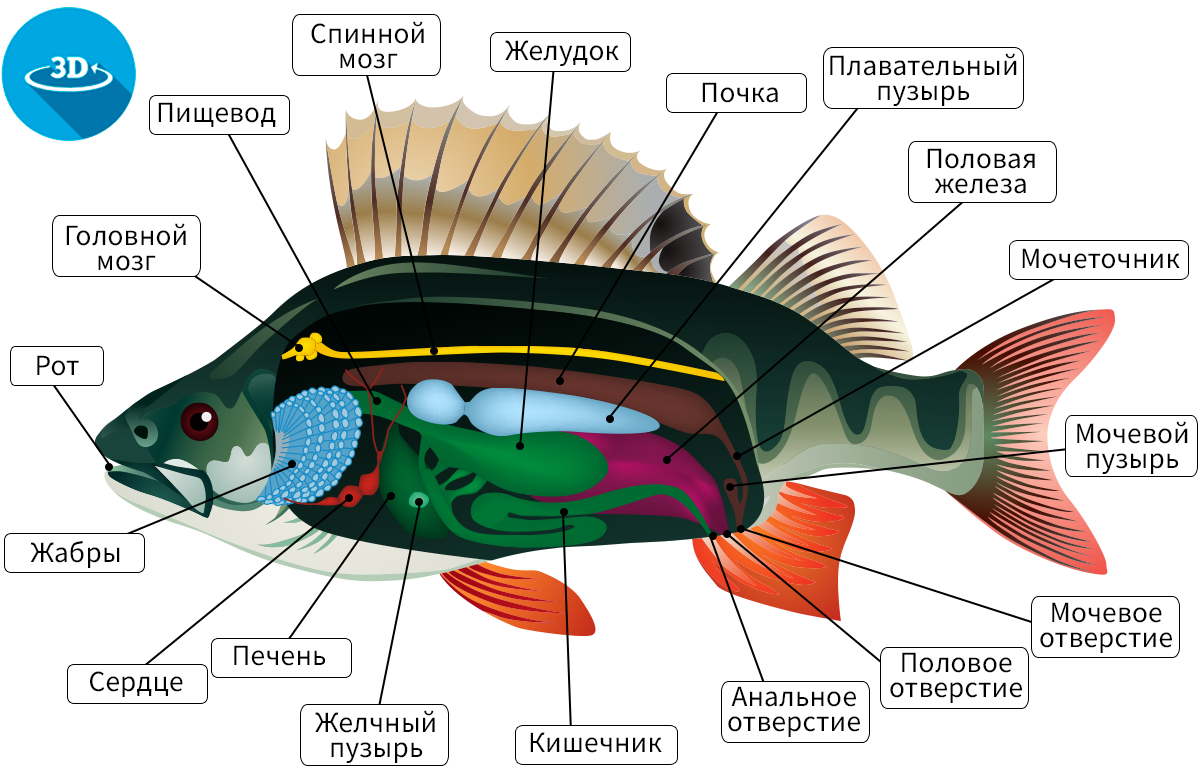 Рыба окунь: фото, описание и интересные факты