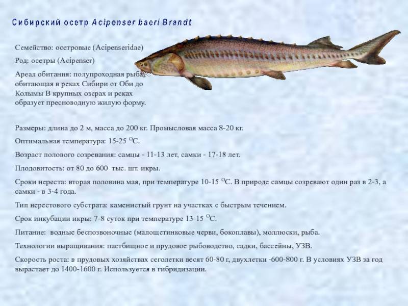 Красная рыба: виды с названиями, описанием и фото