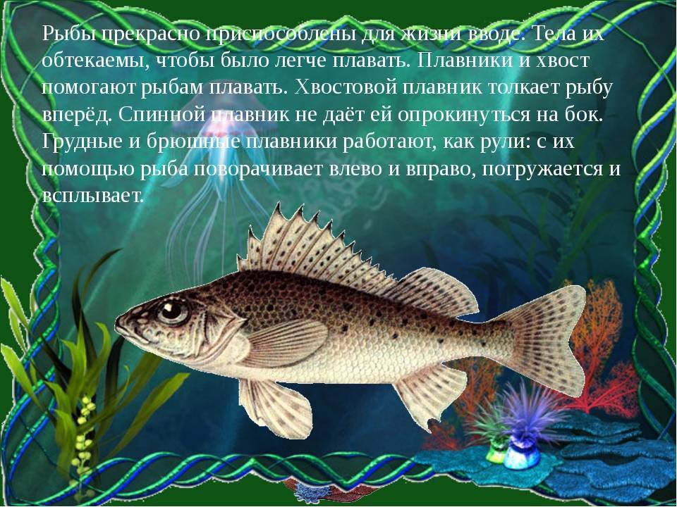 69 фраз и высказываний про рыбалку: короткие цитаты, афоризмы, изречения о рыбалке и ее особенностях