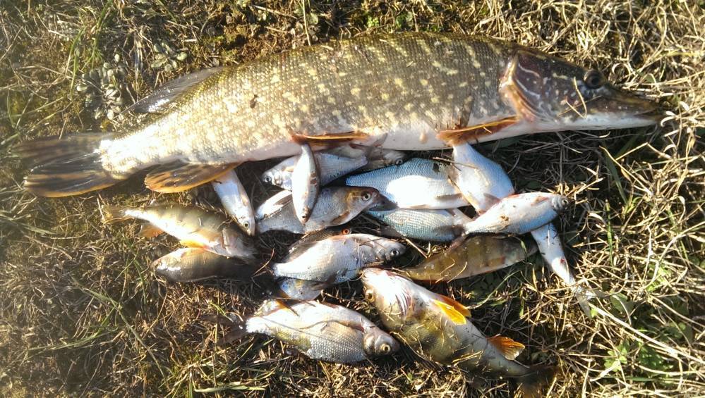 Рыбалка в могилеве на реке днепр