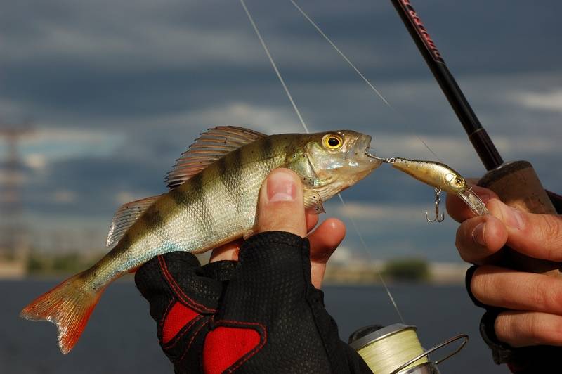 Как рыбачить на спиннинг - где и кого можно поймать: щуку и других рыб, правильная ловля с берега