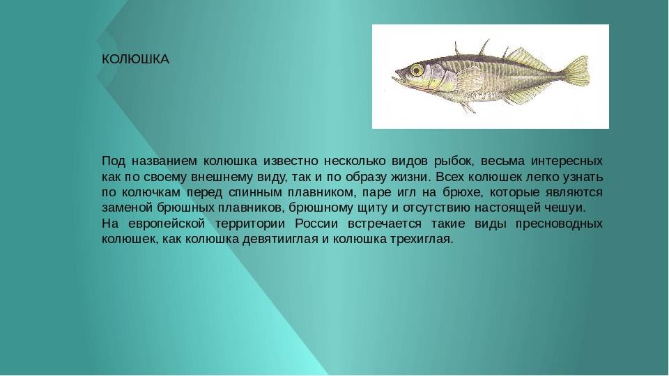 Трехиглая колюшка: описание рыбки, места обитания