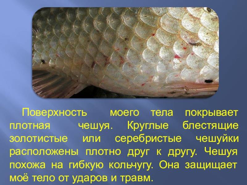 Как расположена чешуя на теле рыбы какое. Чешуя рыбы. Чешуйка рыбы. Рыба покрыта чешуей. Расположена чешуя на теле рыбы.