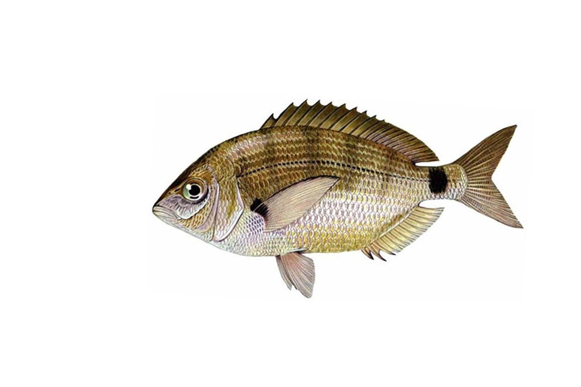 Морской карась: ласкирь черноморский – как называется рыба