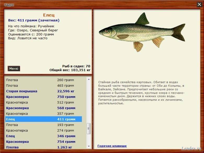 Елец — описание рыбы, фото, повадки, ловля и выбор снасти