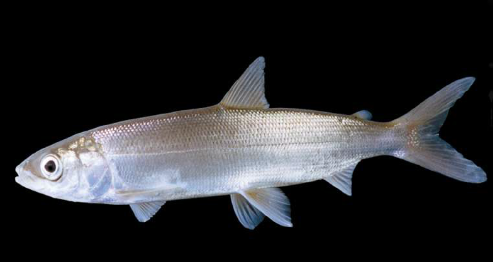 Омуль арктический фото и описание – каталог рыб, смотреть онлайн