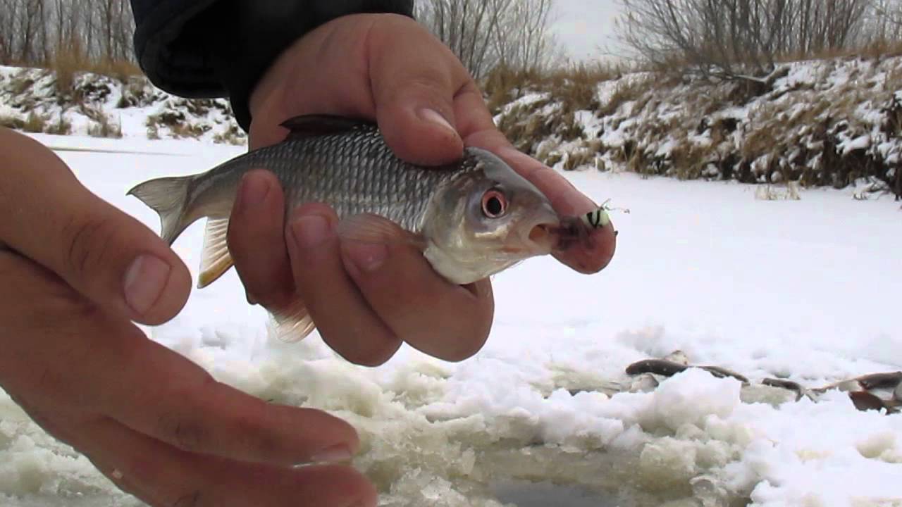 Ловля щуки зимой на реке. где искать стоянки хищника