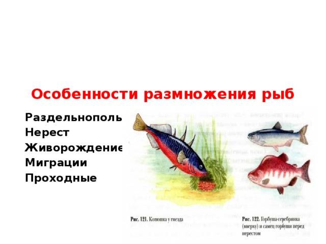 Нерест морских и пресноводных рыб