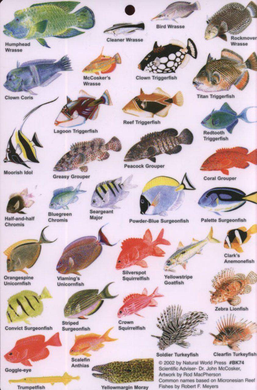 Морские аквариумные рыбки