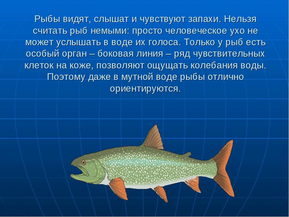 ???? какие рыбы умеют различать цвета: интересные сведения