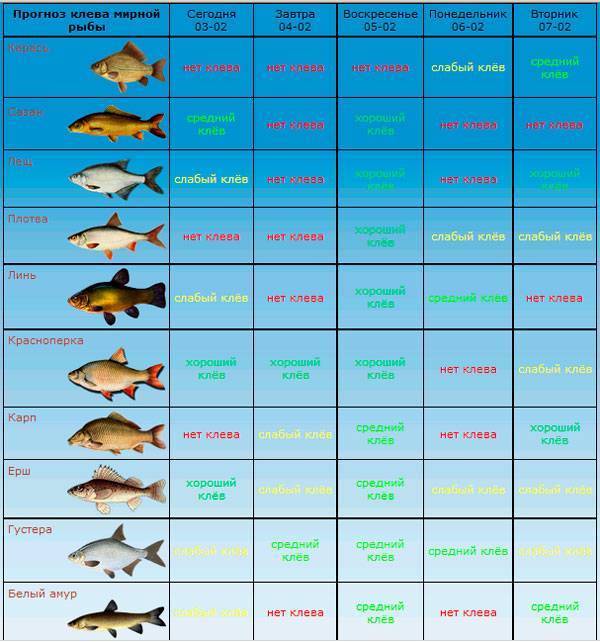 Калининград - календарь рыболова. рыбалка в калининграде, график клёва рыбы.