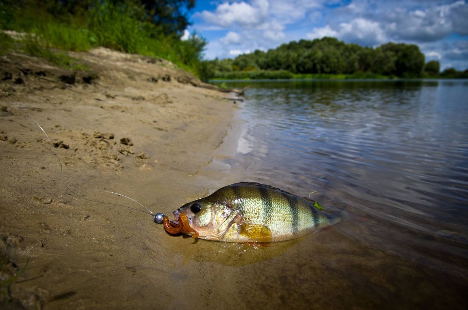 Рыбалка в раково — обзор водоемов, как добраться, контакты и отзывы