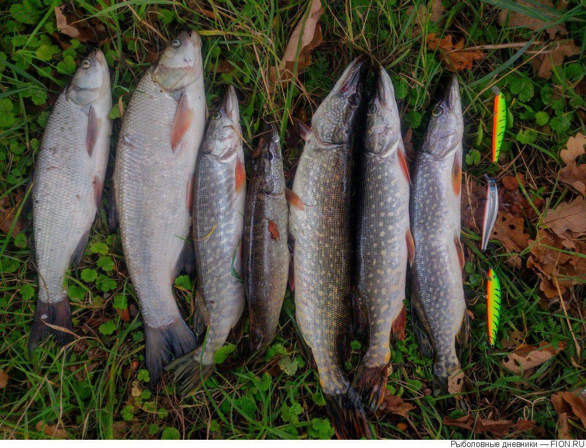 Рыбалка в подмосковье 2022 | отчеты о рыбалке, платная рыбалка, реки, запрет