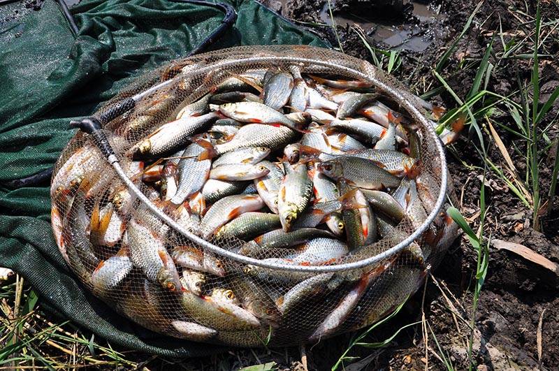 Рыбалка в владимирской области: лучшие места на карте топ-10