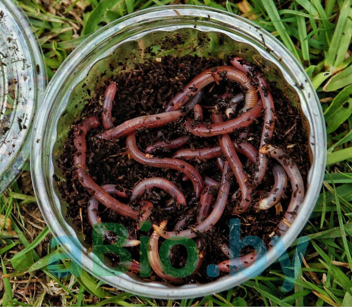 Как развести червей на своём участке: практические советы