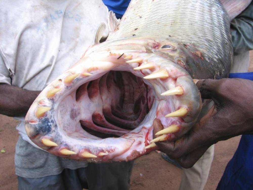 Речная рыба голиаф — гроза крокодилов