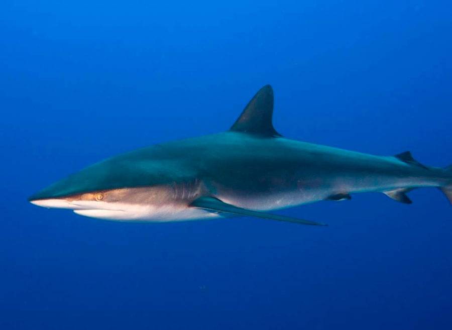 Акулы: чем питаются и где обитают рыбы, интересные факты и фото