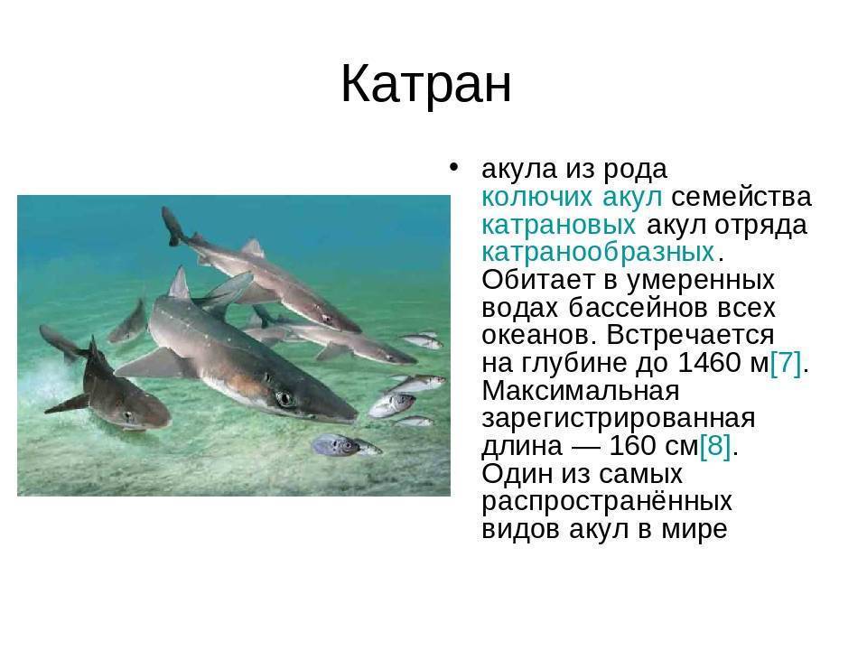 Черноморская акула катран - гбуз «центр медицинской профилактики» крыма