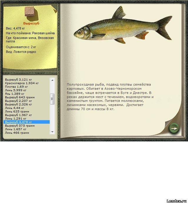 Рыба вырезуб: описание и фото :: syl.ru