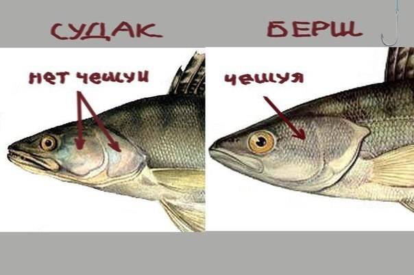 Чем рыба берш отличается от мелкого судака: фото. ​рыба берш. отличие берша от судака