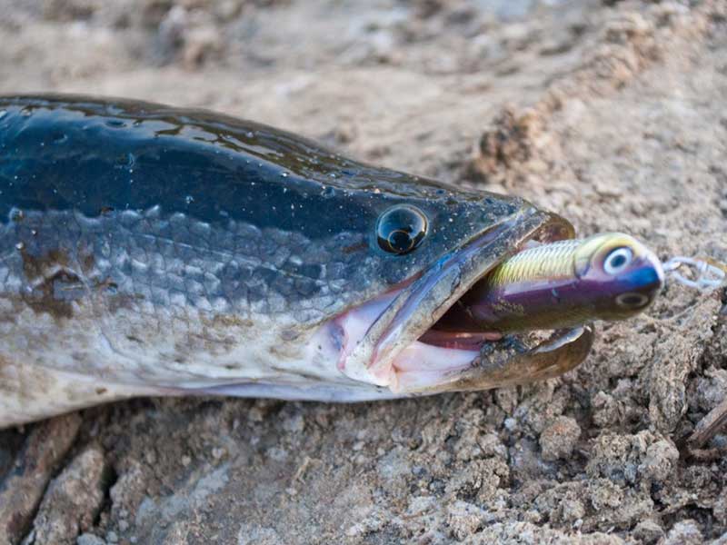 Змееголов (рыба): характеристики, фото, виды, ловля и разведение