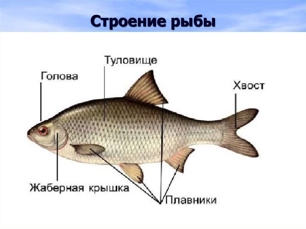 Внутреннее строение рыб