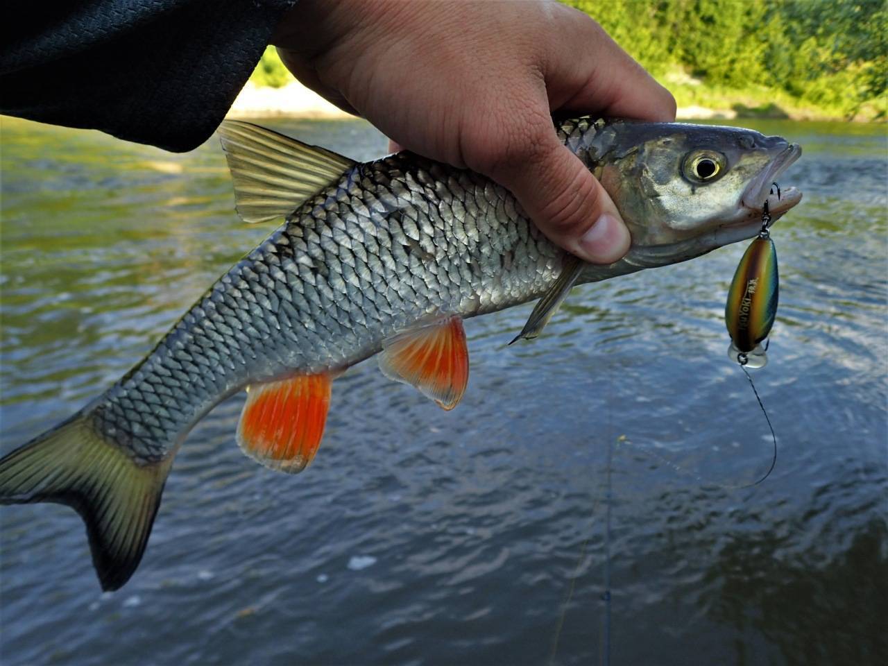 Как ловить голавля? рыбалка на голавля: оснастка :: syl.ru