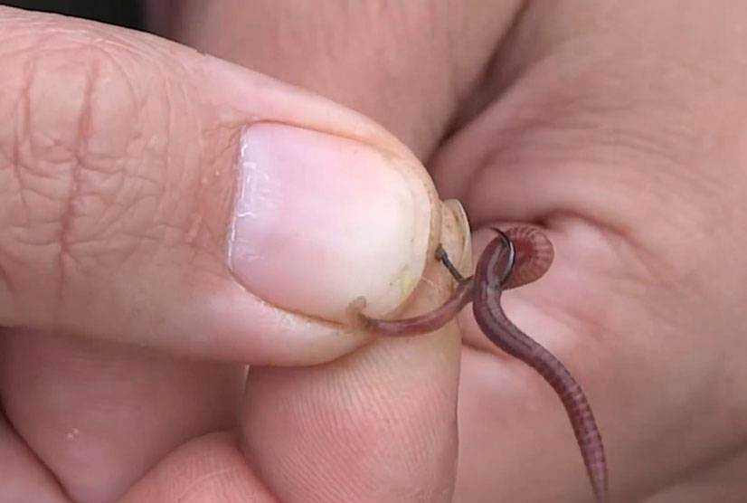 Как правильно насаживать червя на крючок? особенности и способы насаживания – суперулов – интернет-портал о рыбалке