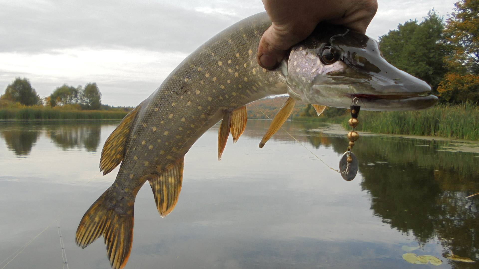 Рыбалка на суре — какие виды водятся в реке мордовии, особенности ловли