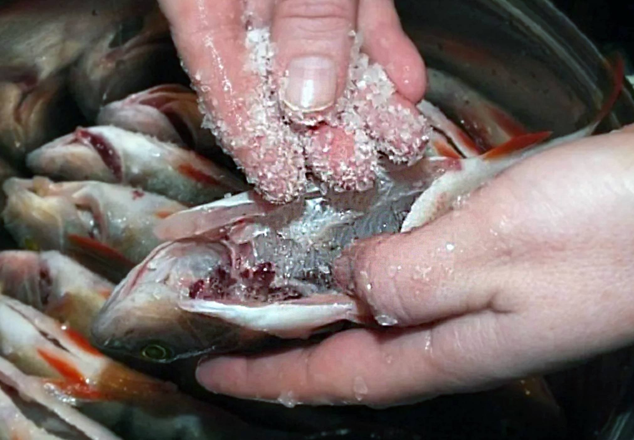 Как вымачивать рыбу. как вымачивать рыбу после засолки