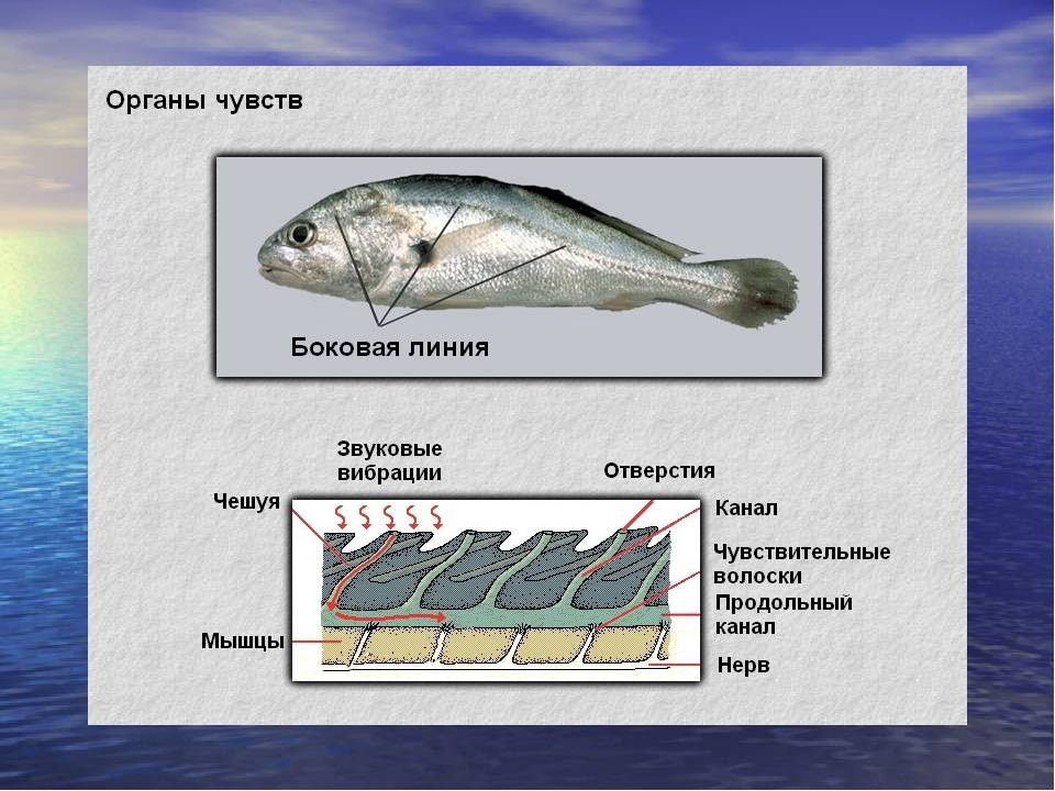 Боковая линия и ее роль в поведении рыб. ихтиологический минимум