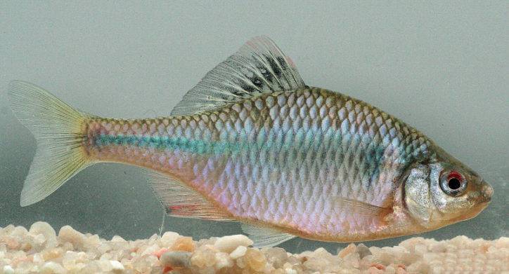 Рыба горчак (синявка) — фото и описание, повадки, нерест, ловля