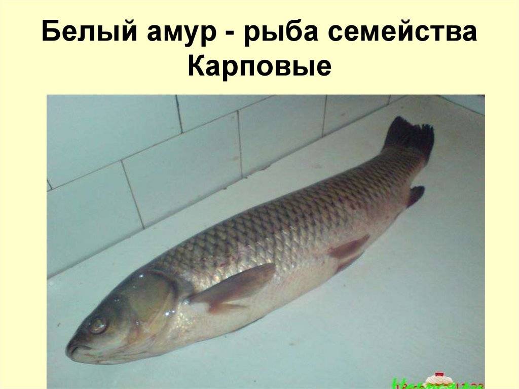 Рыба белый амур: костлявая или нет, вред и польза вкусного мяса