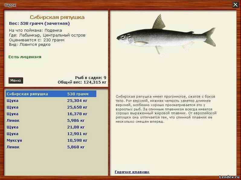 Рыба корюшка: фото и описание, где водится, чем питается