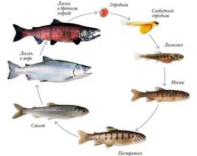 Простипома — рыба необычная: описание, особенности, приготовление