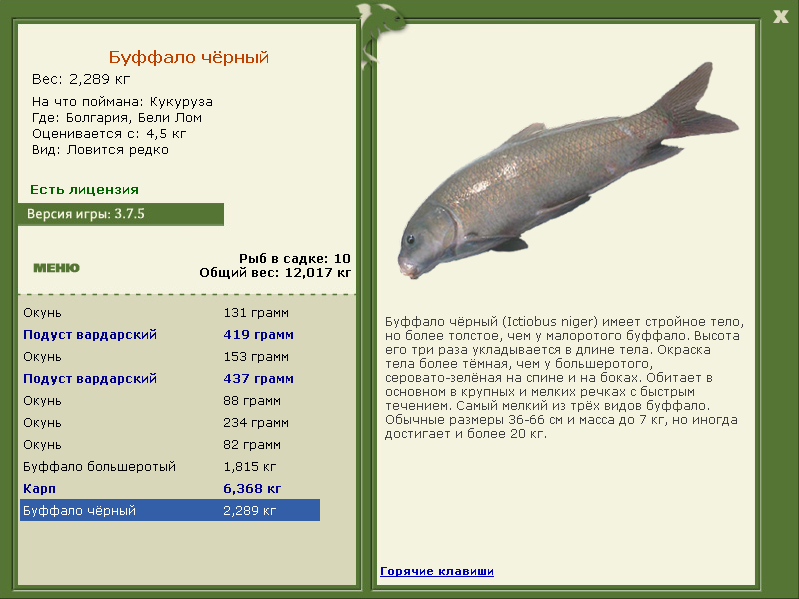 Большеротый буффало: биологические особенности и способы ловли этой рыбы