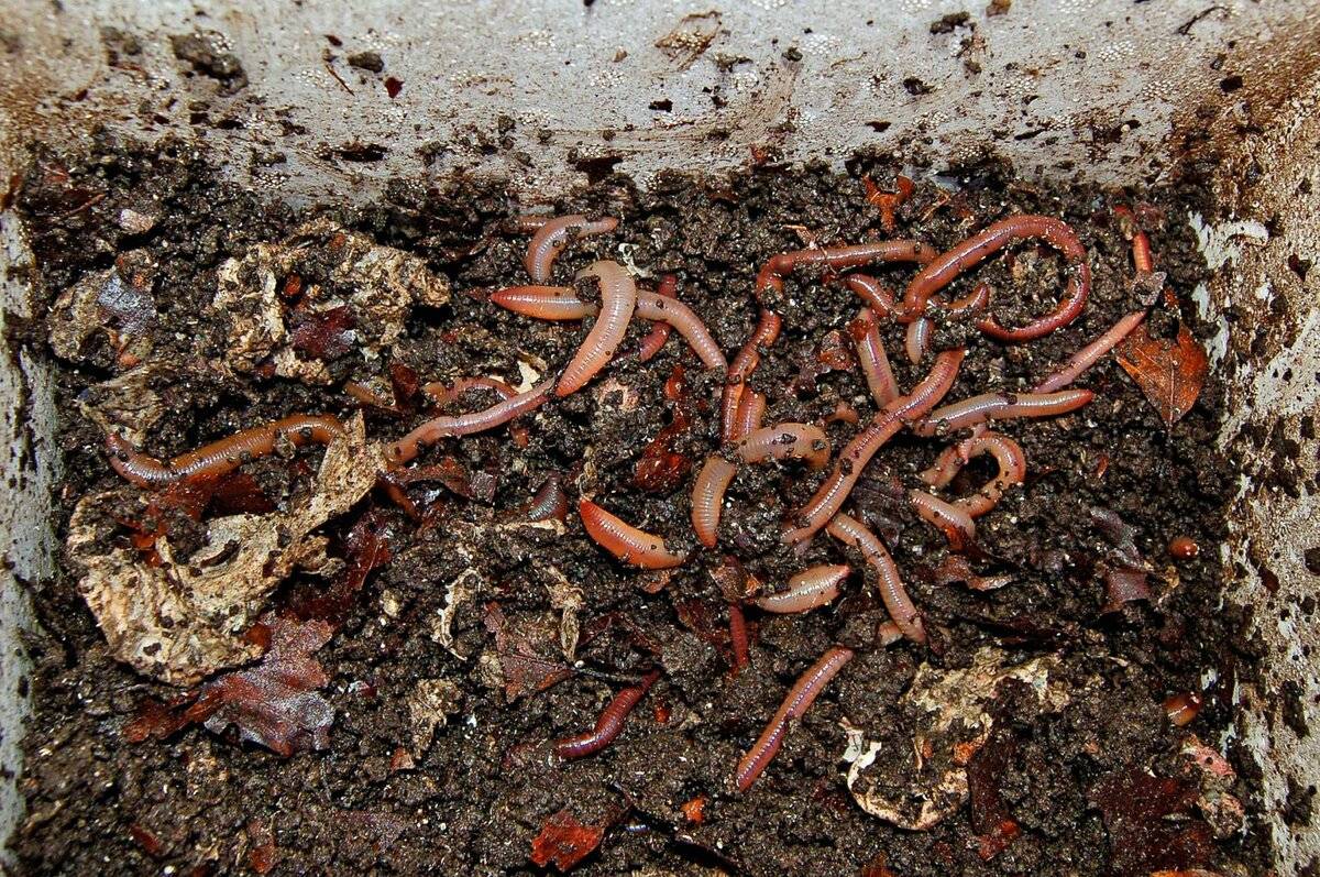 Разведение червей и получение биогумуса