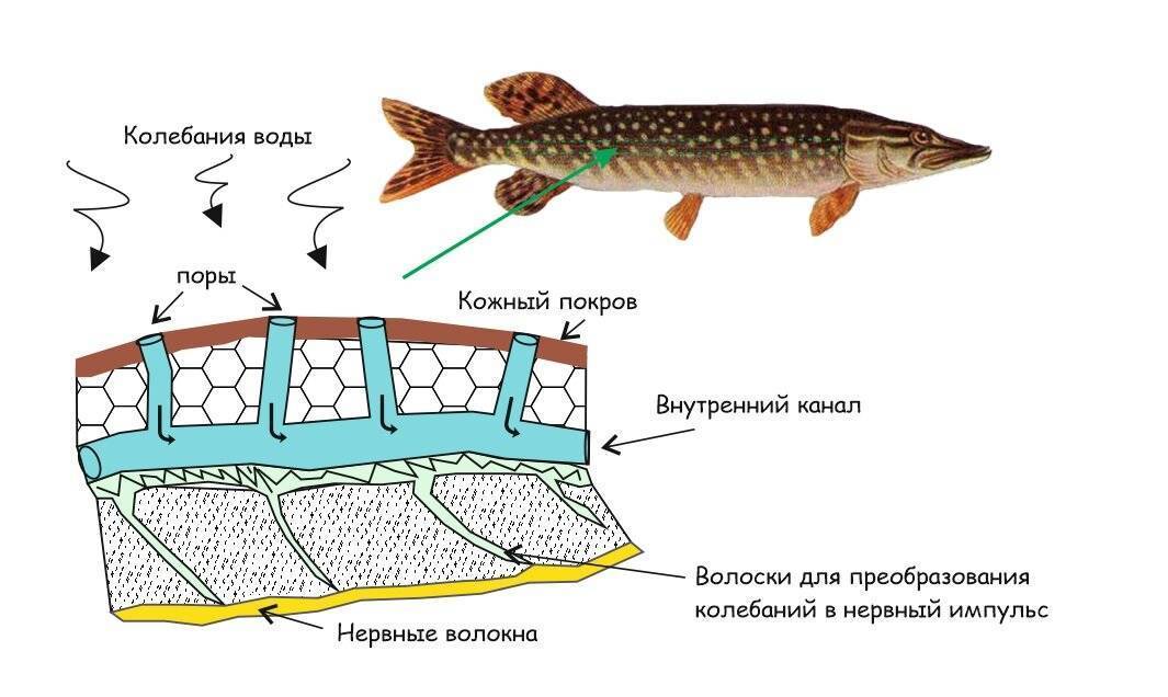 Класс хрящевые рыбы. строение, размножение, разнообразие и значение хрящевых рыб. надотряды: акулы, скаты и химеры | биология