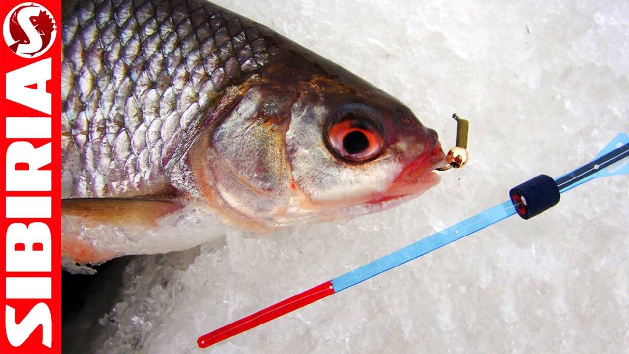 Рыбалка на безмотылку зимой: выбор снастей и приманки, техника ловли