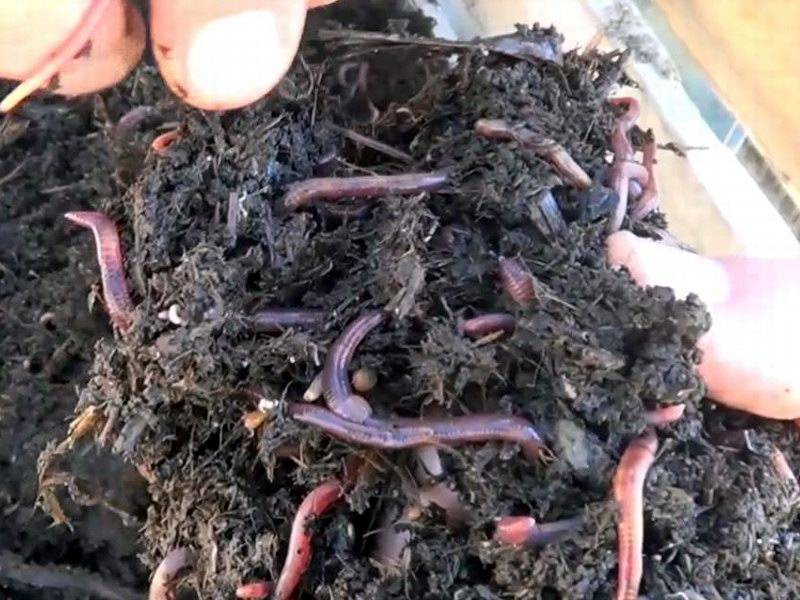 Как выращивать навозных червей в домашних условиях - сад и огород